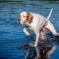 English-pointer-pointing-in-the-water