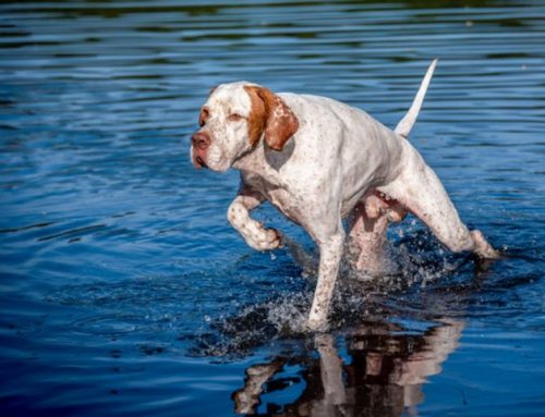 The English Pointer: Grace and Mastery in HuntingPublished On: Gennaio 2, 2025