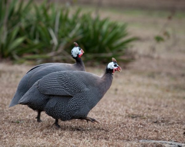 Guinea-fowl-wing-shooting-south-africa