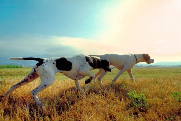 Hunting-dogs-The-English-Pointer