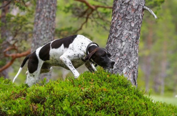 Pointer-hunting-dog-pointing-thr-quarry