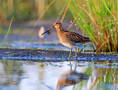 Hunting Snipe on the Isle of Bute: A Unique Adventure with BaltoPublished On: Gennaio 7, 2025