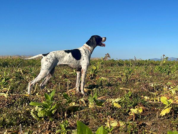 hunting with English Pointer