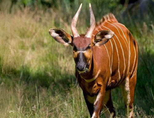 In Search of the Bongo: A Journey of Dream and Adventure in the Rainforest of CameroonPublished On: Gennaio 22, 2025