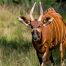 Bongo hunting in the rainforest of Cameroon