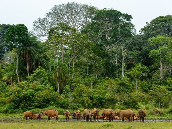 African forest buffalo (Syncerus caffer nanus) 