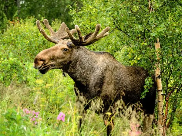 European moose (Alces alces alces)