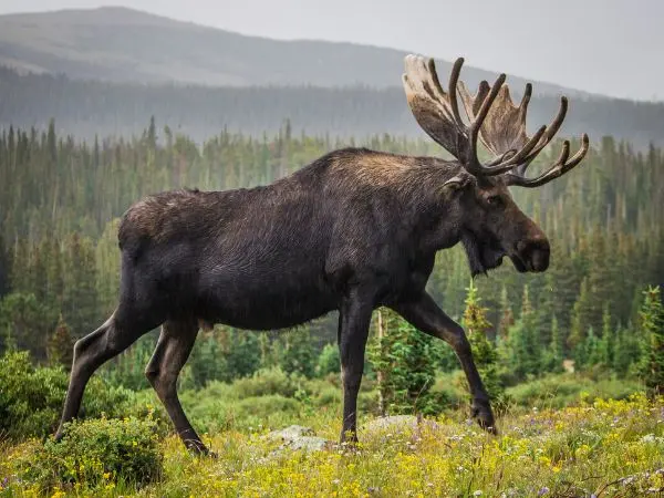 North American Moose (Alces alces americanus)