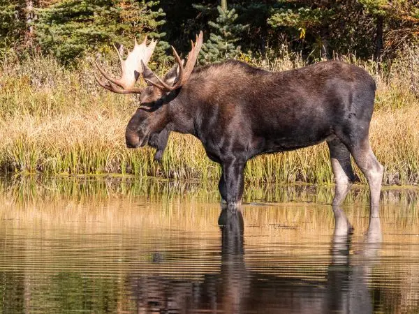 Shiras Moose (Alces alces shirasi)