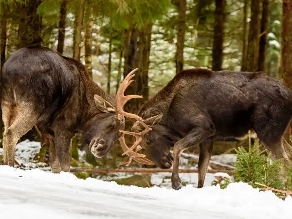 Moose Fighting together