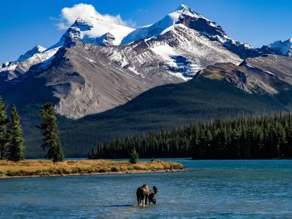 Moose Hunting in North America