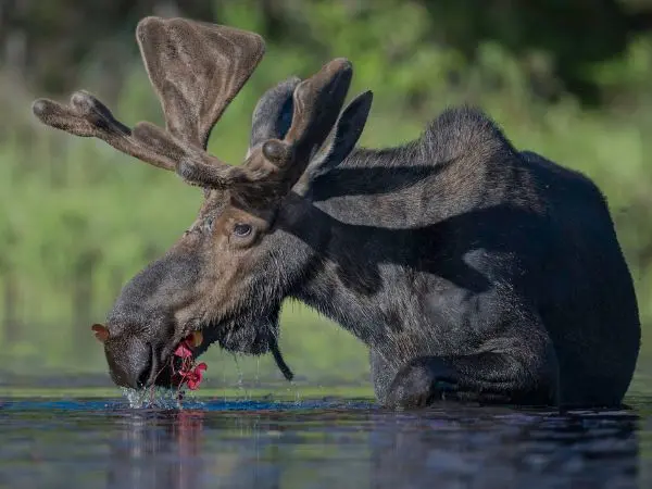 Moose eating