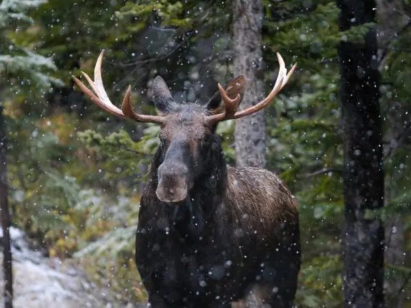 Moose in the Canadian Forests