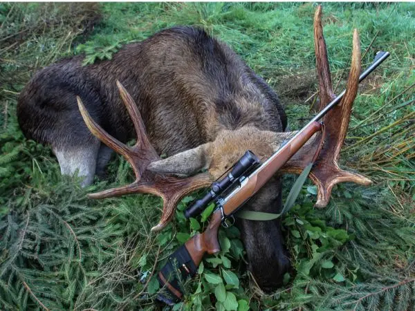 Moose Hunting as a Unique Experience