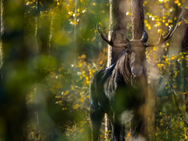 The Encounter with the Forest Giant