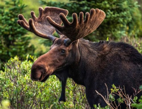 Moose Hunting Around the World: A Challenge of Emotion, Tradition, and Wild NaturePublished On: Gennaio 24, 2025