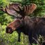 Moose Hunting Around the World