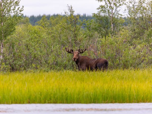 An adult moose in the forest in Russia