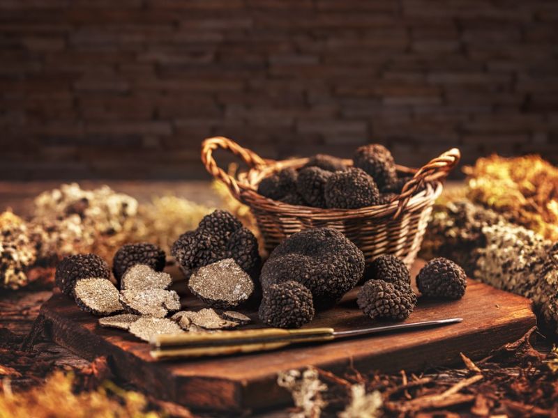 Truffle Hunting on the Piacenza Hills – Rivergaro Reserve