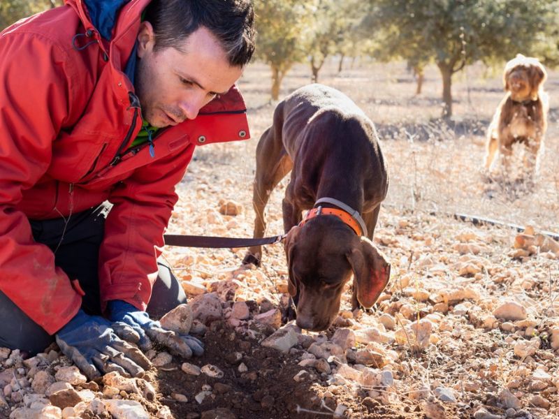 Hunting-truffles-Experience-Piacenza-la-Montefeltro-Estate