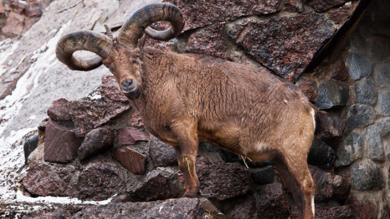 Hunting the Tur in Dagestan