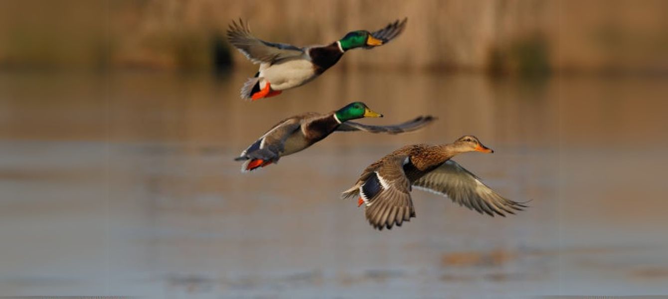 Duck Hunting and Cultural Elegance