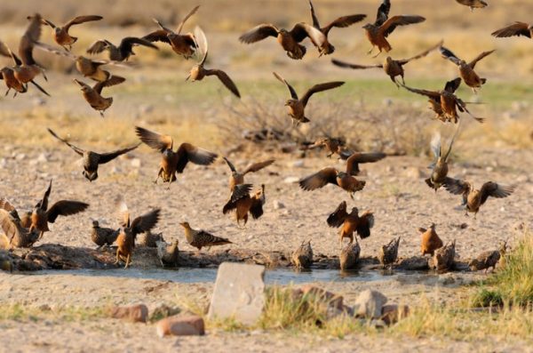 game-birds-south-africa