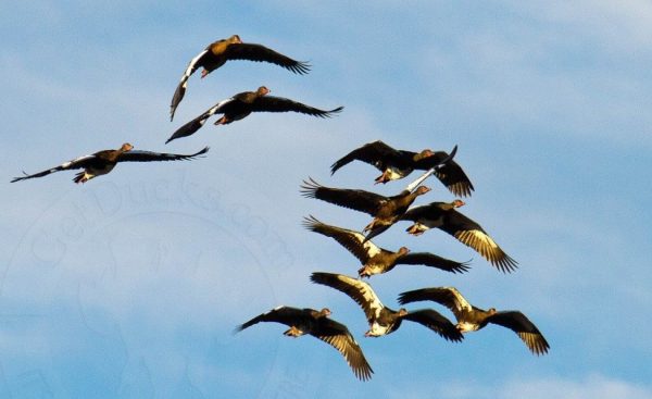 geese-of-africa
