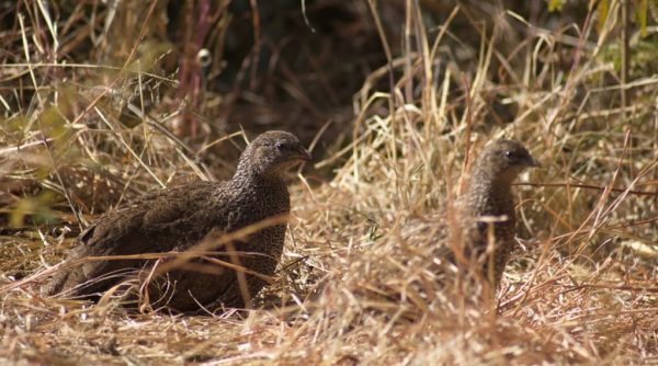 hunting-south-african-francolins