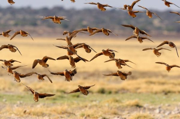 wing-shooting-in-africa-sandgrouses