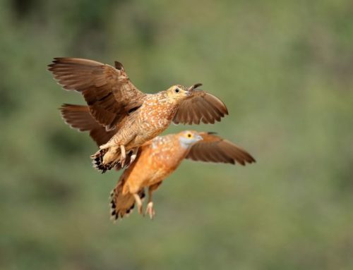 Wing Shooting in South Africa: An Adventure Amidst Wild Nature, History, and TraditionPublished On: Gennaio 12, 2025