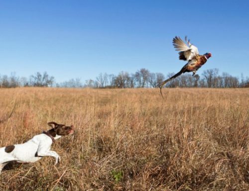 Pheasant Hunting in Italy: A Timeless Pursuit in the Enchanting Hills of PiacenzaPublished On: Febbraio 6, 2025