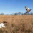 Pheasant Hunting in Italy