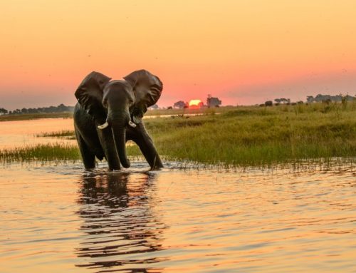 Botswana 2026 (Limited Spots): A Legendary Hunt for the Great TuskersPublished On: Febbraio 17, 2025