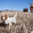 Hunting-partridges-in-Makedonia-Setter