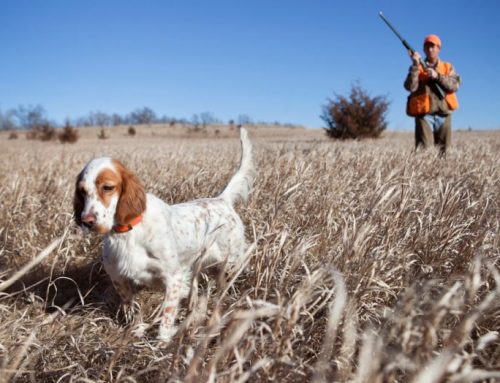 My first time hunting partridges in MacedoniaPublished On: Febbraio 1, 2025