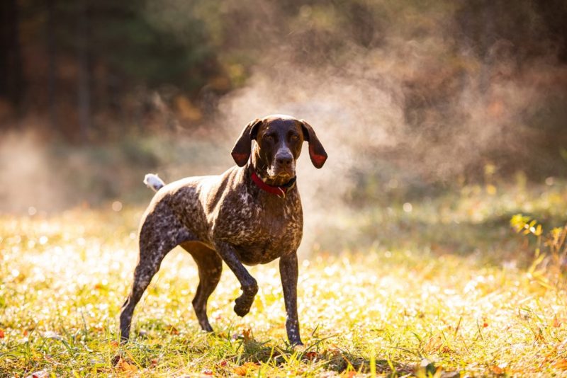 Hunting-partridges-in-Makedonia Hunting-partridges-in-Makedonia