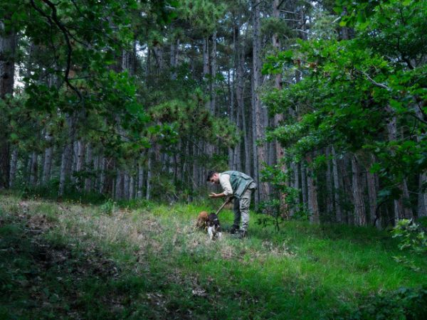 truffle hunting