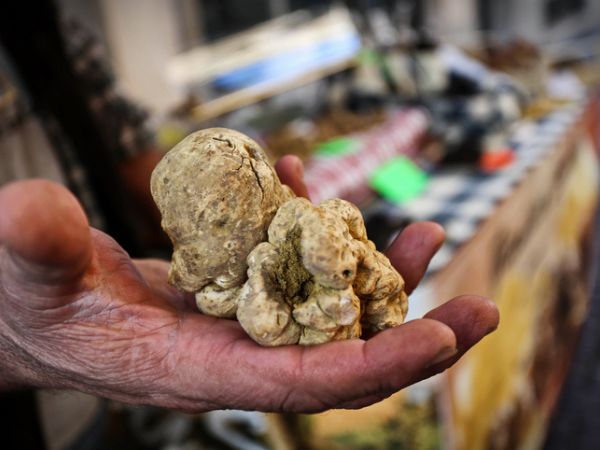 Italian white truffle