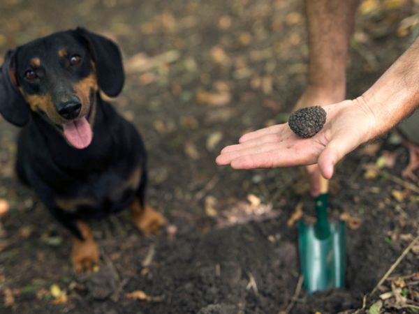 The charm of truffle hunting