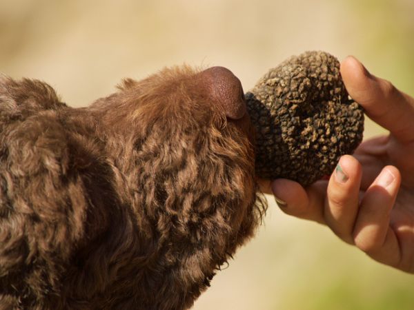 Truffle hunting with trained dogs