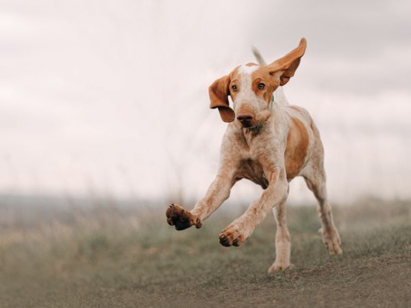 the Bracco Italiano