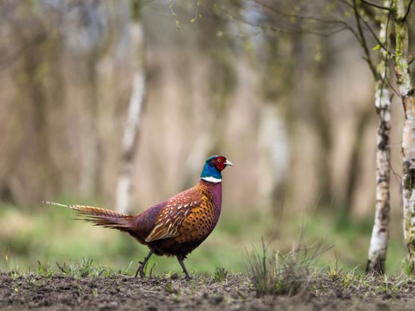 The common pheasant