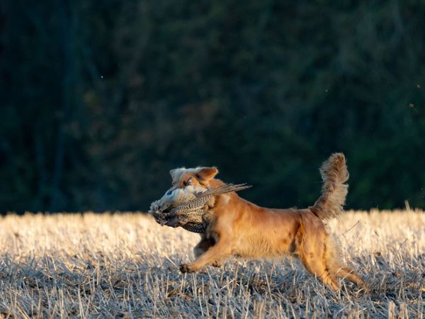 Hunting with Dogs