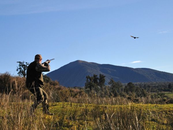 the English-style driven pheasant shoot