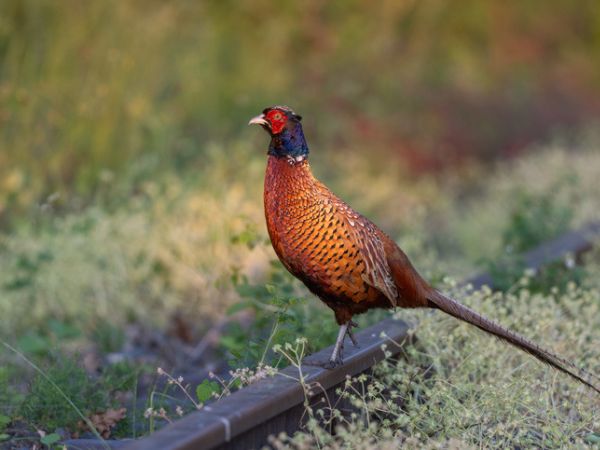 Pheasant Hunting in Italy