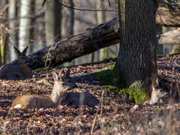 Selective roe deer hunting