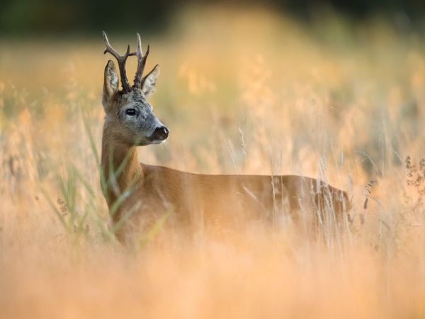  The roe deer is the prince of the woods