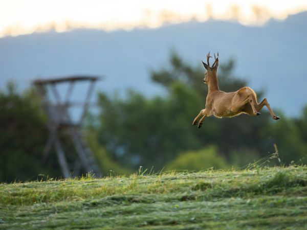 roe deer hunting in nature from a high stand