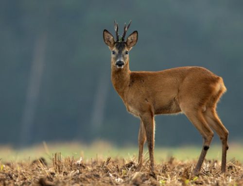 The Art of Roe Deer Stalking: A Time-Honoured Tradition in the Italian CountrysidePublished On: Febbraio 10, 2025